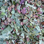 Tisane circulation