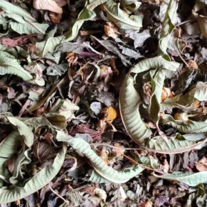 Tisane après-festin